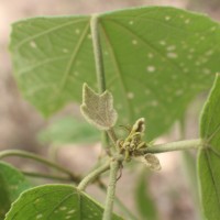 Hibiscus platanifolius (Willd.) Sweet